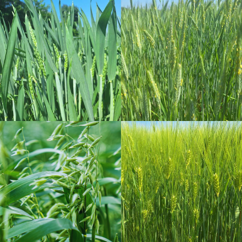 Céréales à paille