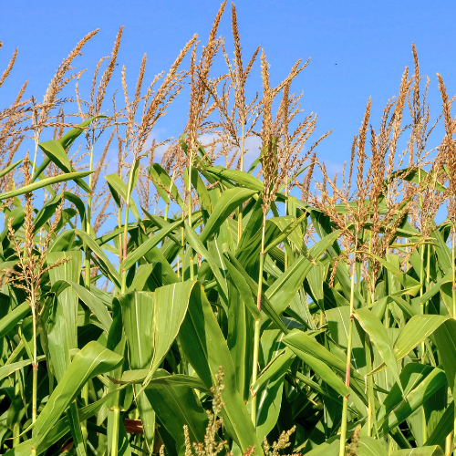 Maïs grain et ensilage