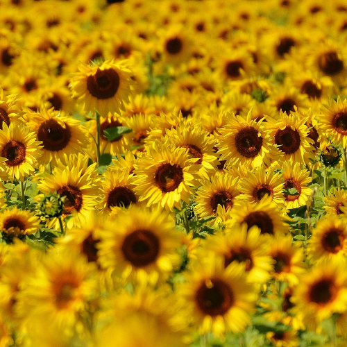 Tournesol
